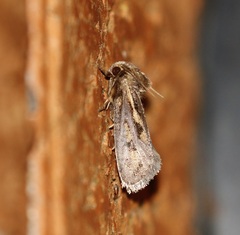 Acrolophus popeanella