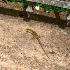 Cnemidophorus cryptus