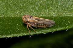 Megophthalminae