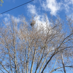 Muellerina eucalyptoides