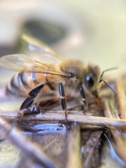 Apis mellifera