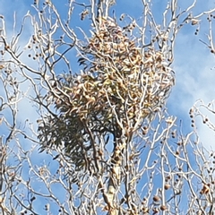 Muellerina eucalyptoides