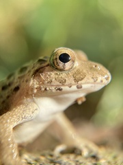 Fejervarya kawamurai