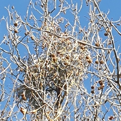 Muellerina eucalyptoides