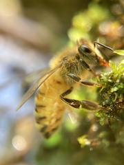 Apis mellifera