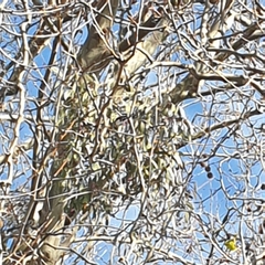Muellerina eucalyptoides