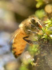 Apis mellifera