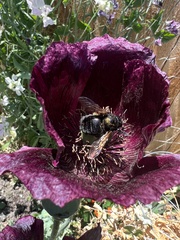 Xylocopa
