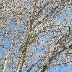 Muellerina eucalyptoides