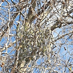 Muellerina eucalyptoides