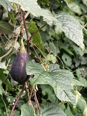 Passiflora sicyoides