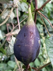 Passiflora sicyoides