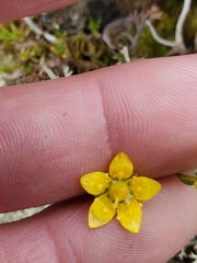 Saxifraga hirculus