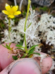Saxifraga hirculus