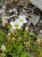 Cherleria arctica