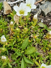 Cherleria arctica