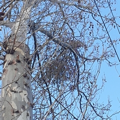 Muellerina eucalyptoides