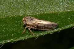 Megophthalminae