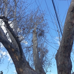 Muellerina eucalyptoides