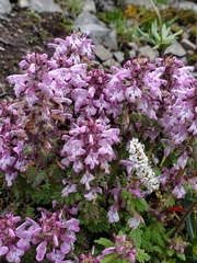 Pedicularis verticillata