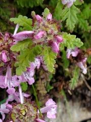 Pedicularis verticillata