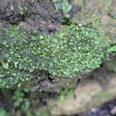 Fissidens ovatifolius