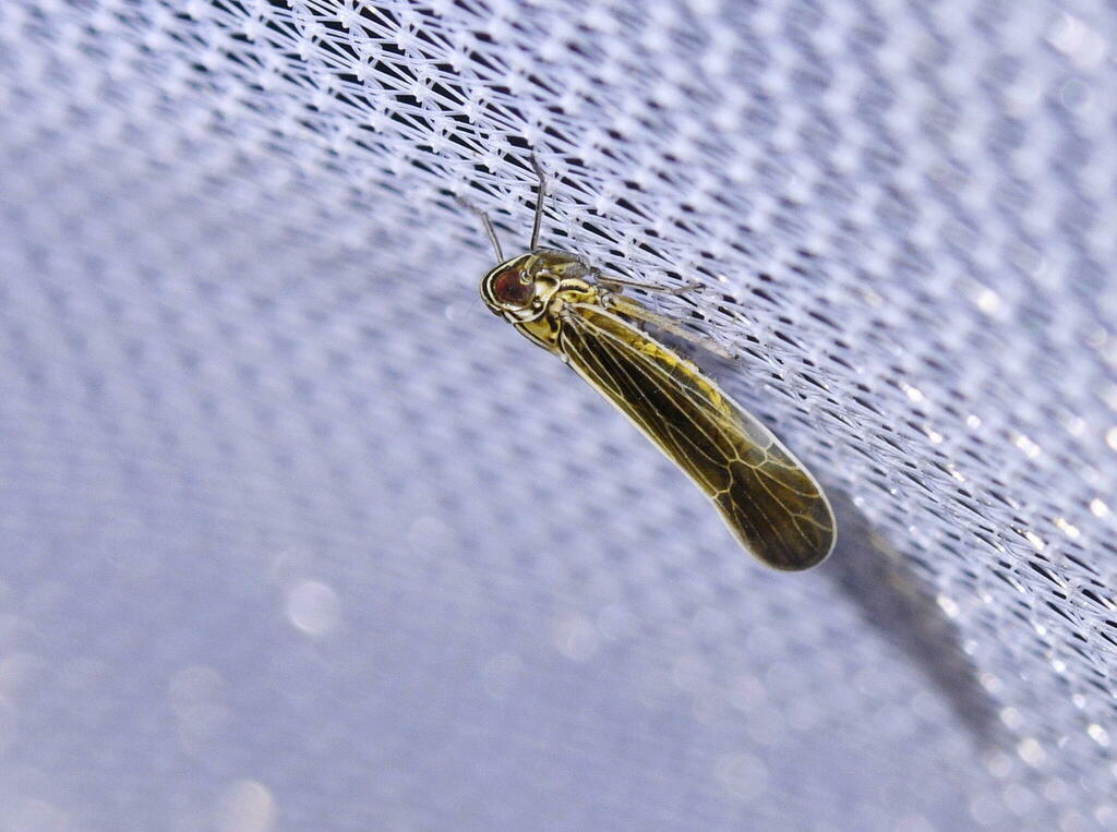 Insects from Queen Anne's County, MD, USA on July 29, 2022 at 10:08 PM ...