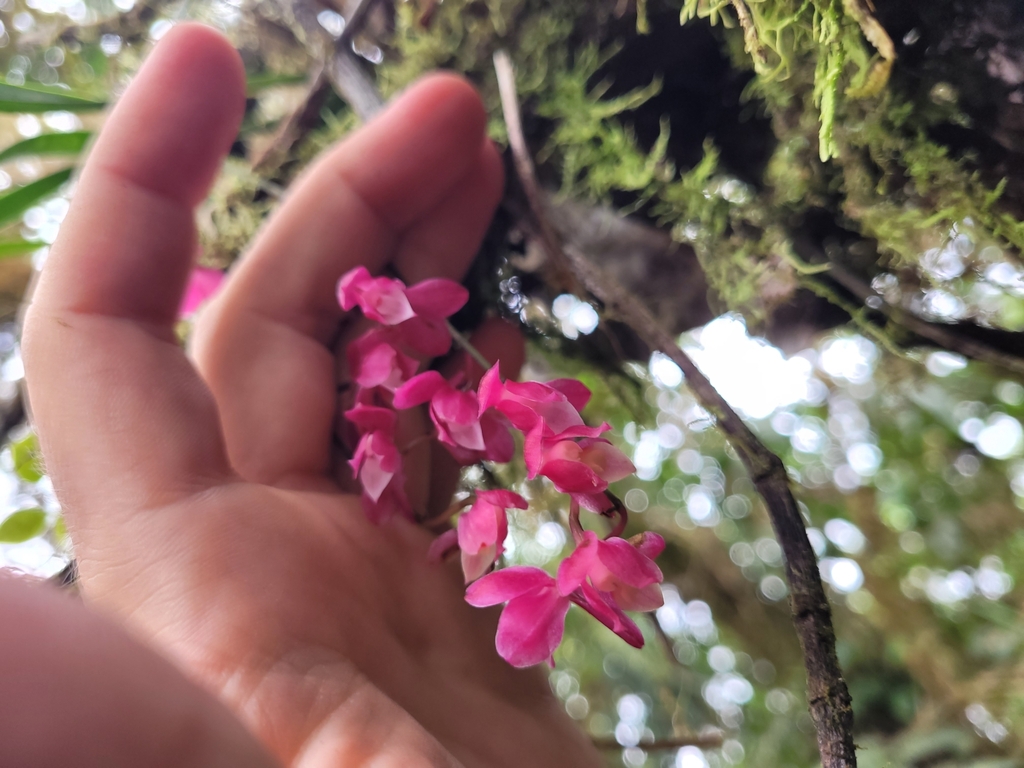 Oncidium strictum