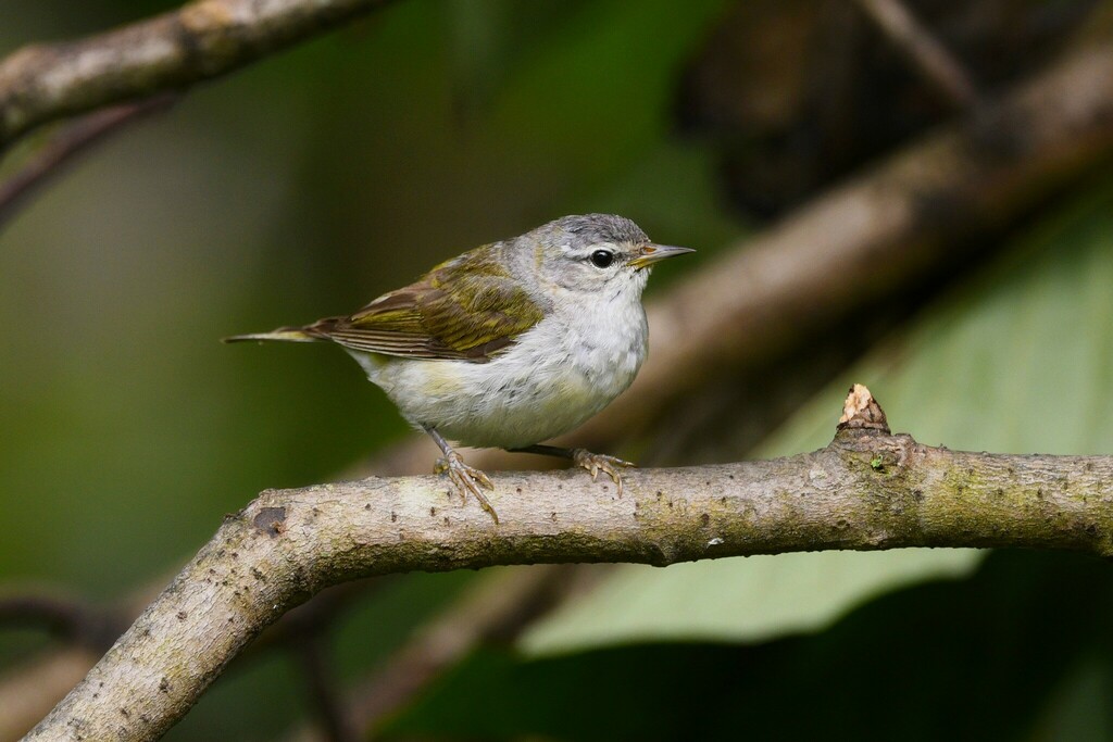 Tennessee Warbler from Cecil County, MD, USA on August 01, 2022 at 10: ...