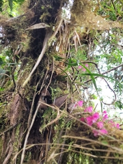 Oncidium strictum, photograph (c) Konshau Duman, some rights reserved (CC BY)