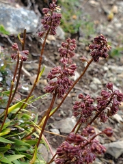 Tofieldia coccinea
