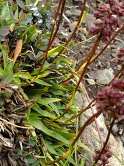 Tofieldia coccinea