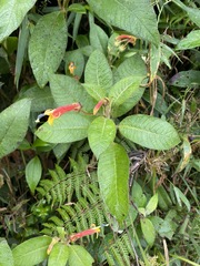 Centropogon macbridei