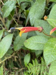 Centropogon macbridei