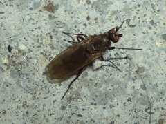 Heleomyzinae