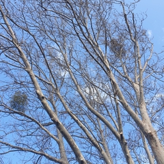Muellerina eucalyptoides
