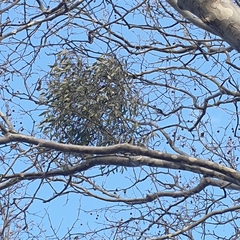 Muellerina eucalyptoides