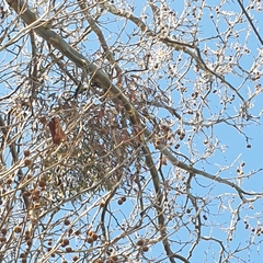 Muellerina eucalyptoides
