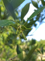 Alnus maritima oklahomensis