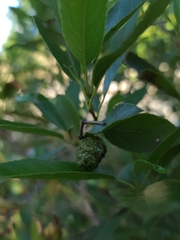 Alnus maritima oklahomensis