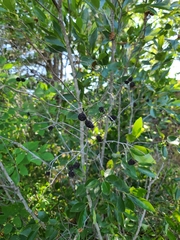Alnus maritima oklahomensis
