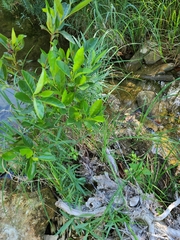 Alnus maritima oklahomensis