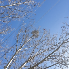 Muellerina eucalyptoides