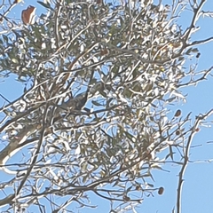 Muellerina eucalyptoides