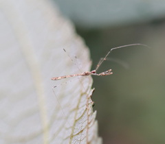 Empicoris rubromaculatus