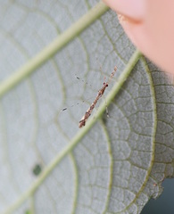 Empicoris rubromaculatus