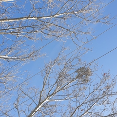 Muellerina eucalyptoides