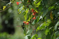 Lampornis amethystinus