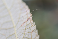 Empicoris rubromaculatus