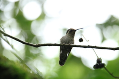 Lampornis amethystinus